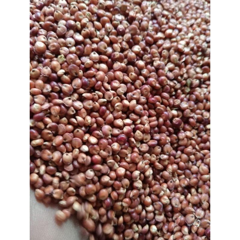 1 KG BIJI SORGUM BIOGUMA - BENIH SORGUM BIOGUMA BERKUALITAS 1