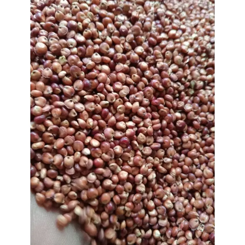 1 KG BIJI SORGUM BIOGUMA - BENIH SORGUM BIOGUMA BERKUALITAS 1