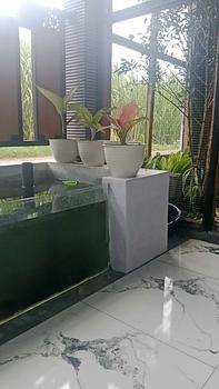Product Review of SS TAWON 20 pot bunga model tawon diameter 20cm from P**y 0