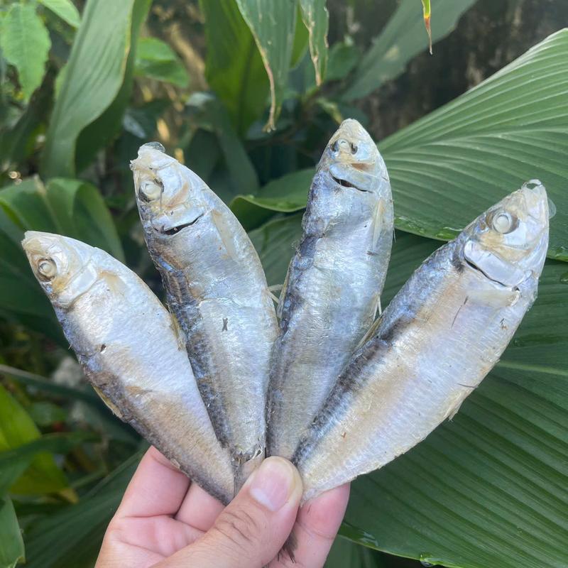 1kg Cá Trích Nguyên Con Hấp Sấy Khô - Vị Ngọt Đặc Trưng & Chấm Tương Ớt Cay