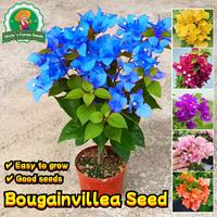 Gambar 70 Biji/paket Benih Bougainvillea Langka Campuran Warna Untuk Menanam Bunga Tanaman Hias Dalam Ruangan Berkebun, Bibit Bonsai, Menanam Bunga, Dekorasi Taman Luar Ruangan Bougainvillea Seeds - 2 Paket  dari Benih Pilihan Alam Kota Administrasi Jakarta Pusat 3 Tokopedia