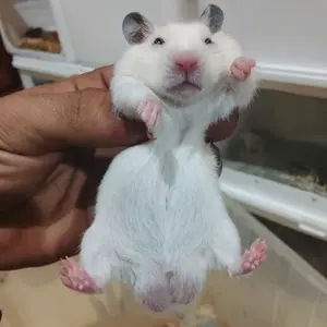 mainan hamster lucu ww & syrian