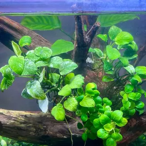 Anubias Pinto Clump (bawa anakan)