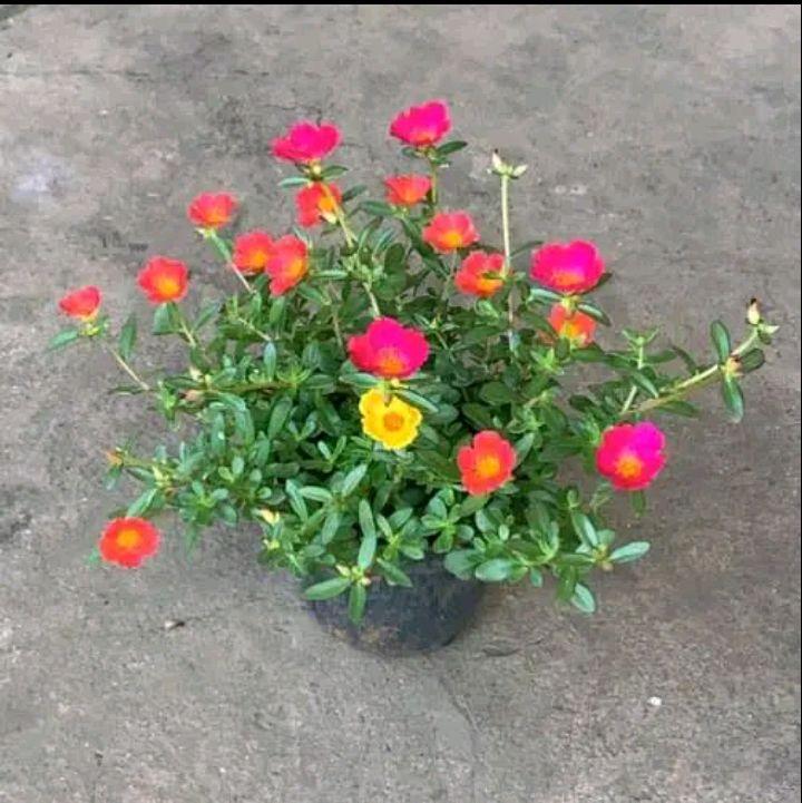 tanaman hias bunga hidup Bunga krokot - Gelang  - bunga krokot 3