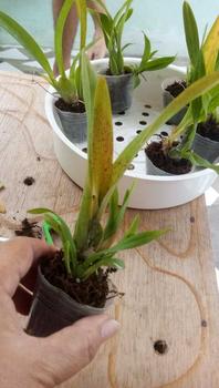Product Review of pot merah anggrek harga serba seratus ribu from B**a 2