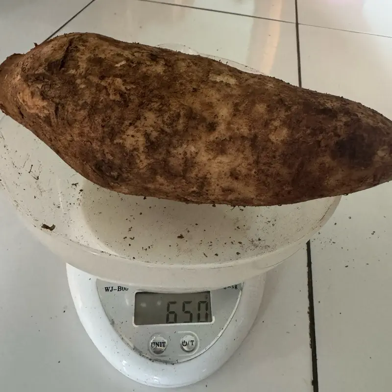 Ubi Yacon Asli Wonosobo SUPER (stok terbatas) 6