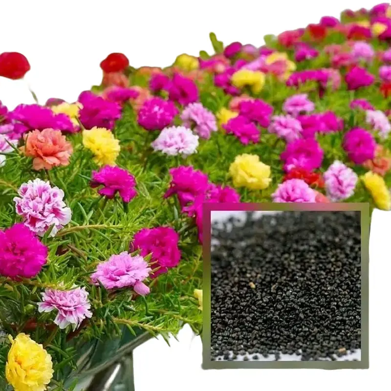 350 butir biji/benih bunga mossrose portulaca Tanaman