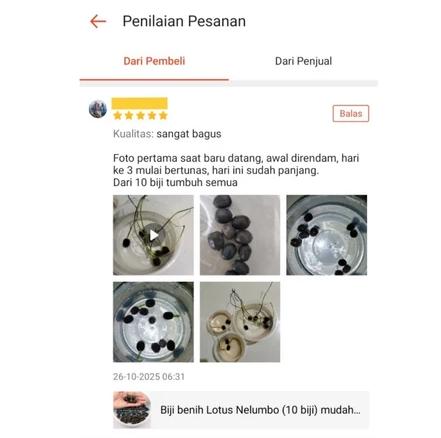 Benih teratai air murni dan berwarna cerah, garansi uang kembali 100%. Sempurna untuk ditanam di rumah, teras, dan taman jika tidak berkecambah, ideal untuk pemula dan penanam yang menginginkan perawatan minimal.