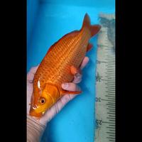 Gambar koi blitar penjinak chagoi karamel ready juga kohaku showa sanke dll dari umikoi bekasi Kota Bekasi 3 Tokopedia
