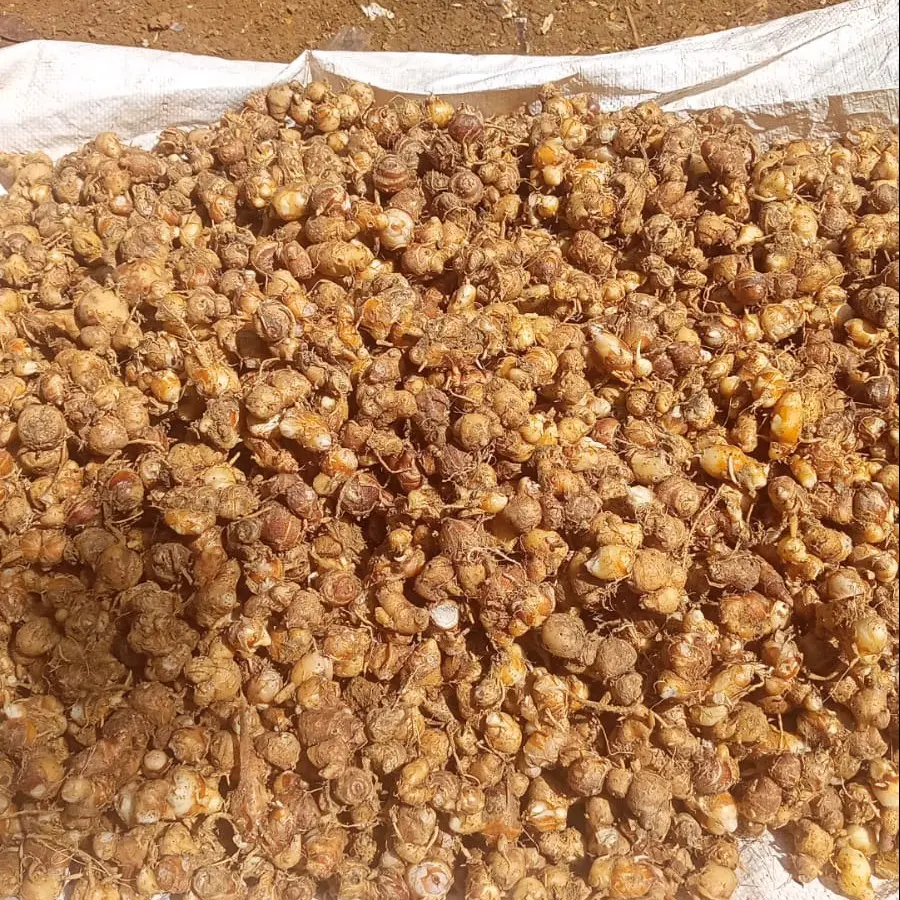 Kencur segar ,kencur fresh ,kencur tua , kencur 1kg ,bumbu seblak , bumbu dapur