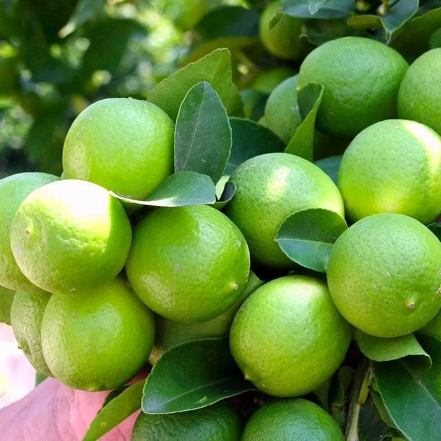 Jeruk Nipis Isi 12 Buah Untuk Perasan Makanan Soto Gultik Gulai Dan Minuman Tea Wedang Berat 1/2 KG