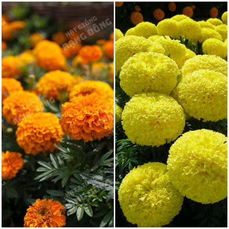 Hạt Giống Hoa Vạn Thọ Pháp Lùn F1