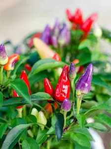 Biji Benih Tanaman Cabe Pelangi Rainbow Chili isi 5, Cabe pelangi, cabe rainbow, biji murah, biji cabe pelangi murah, biji cabe rainbow murah