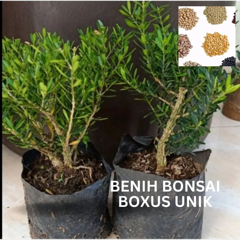 Benih Boxus (Bbt Boxus) - Bahan Bonsai Unik 1
