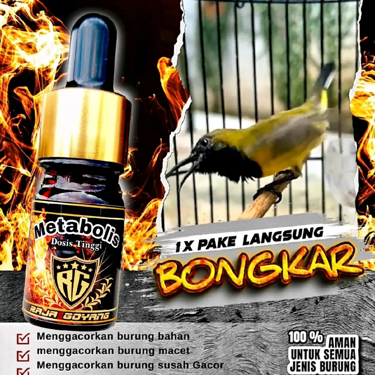 METABOLIS DOSIS TINGGI RG, TERBUKTI AMPUH PENGGACOR BURUNG SOGON,PLECI,KOLIBRI,CENDET,DLL