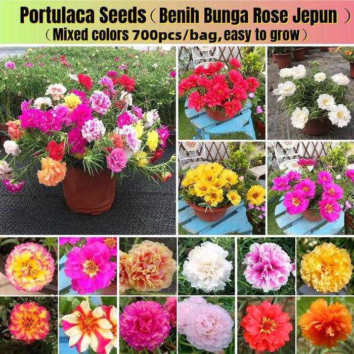 Gambar [Perkecambahan Cepat] Campuran Biji Portulaca Kelopak Tunggal & Ganda, Biji Bunga Mawar Lumut Untuk Menanam Tanaman Berbunga, Biji Portulaca Untuk Balkon, Biji Dan Umbi Tanaman, Biji Bonsai Untuk Berkebun, Tanaman Udara, Tanaman Dalam Ruangan, Tanaman Asl - 1 pack-PH0012 dari Benih Pilihan Alam Kota Administrasi Jakarta Pusat Tokopedia