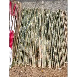 REDY Bambu Tiang Bendera Bambu Apus Panjang 3m  Untuk Baleho  Umbul2  Janur  Jemuran  Tongkat  Dan Bisa Riqwest Cat Merah Putih