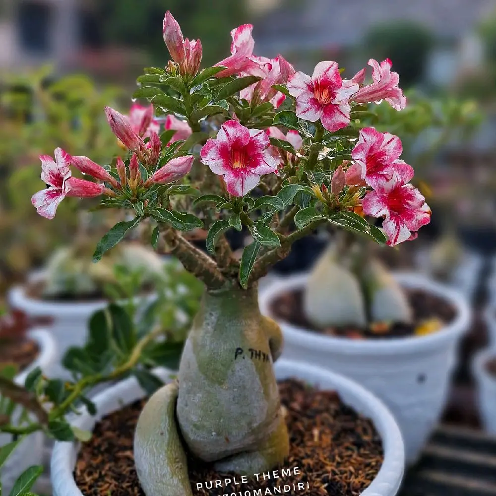 Bibit tanaman adenium bunga grafting (sesi live) dengan pot dan media