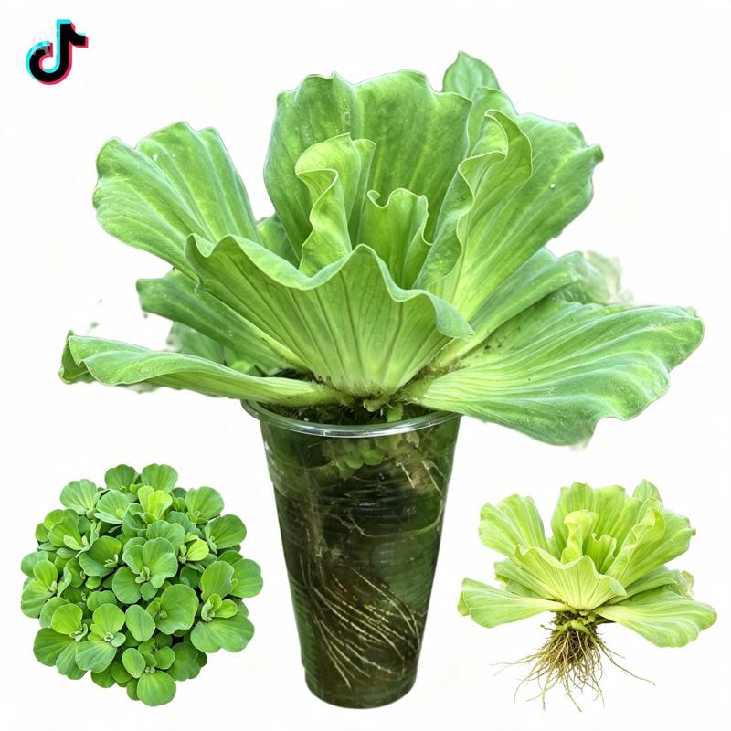 Bèo Tai Tượng size lớn Thuỷ Sinh - Sản phẩm trang trí hồ cá độc đáo và đẹp mắ
