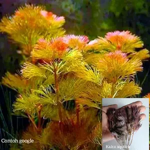 cabomba red paket 10 batang tanaman aquascape hiasan aquarium