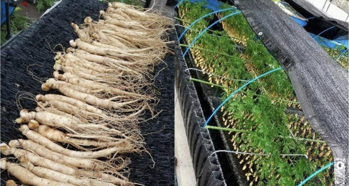 10 Butir Biji Benih Tanaman Ginseng merah Korea (Kemasan Repack Plastik Klip)