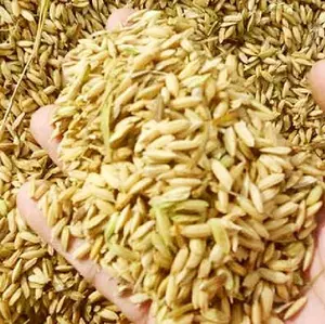 Gabah Padi Kering kemasan 1 kg untuk pakan ayam, burung dllnya.