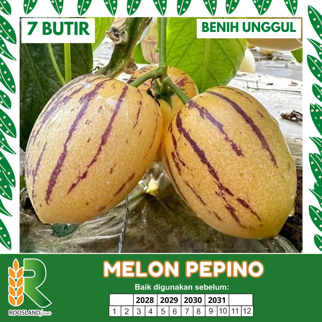 (7 Butir) Benih Biji Melon Pepino Kualitas Unggul Murah