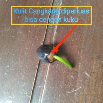 Benih teratai air murni dan berwarna cerah, garansi uang kembali 100%. Sempurna untuk ditanam di rumah, teras, dan taman jika tidak berkecambah, ideal untuk pemula dan penanam yang menginginkan perawatan minimal.