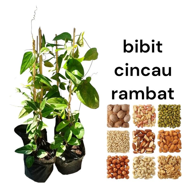 Bibit Cincau Rambat Atau Cuwing Siap Tanam - Tanaman Daun Untuk Bahan ...