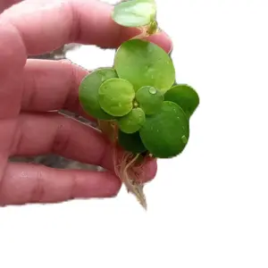 tanaman apung hiasan akuarium