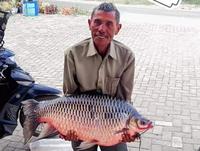 Gambar Essen Ikan Tawes Susah Makan isi 30ML Ready Stock - Hibrida dari ESSEN BOOSTRIKE_NEW Kota Tasikmalaya 5 Tokopedia