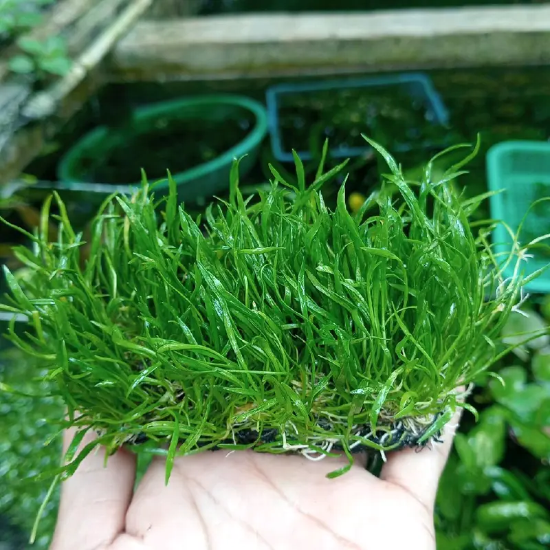 ornament akuarium liopsis tanaman aquarium 1