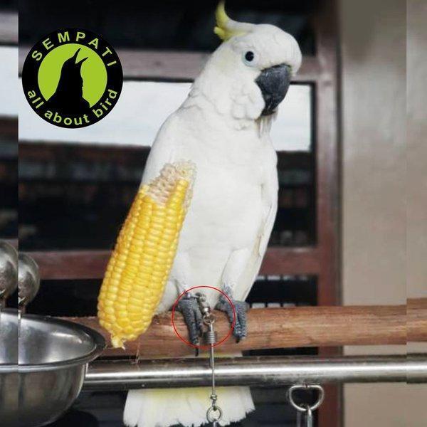 SEMPATI Ring Omega 12 Mm Rantai Kaki Burung Kakatua Bayan African Grey Parrot Cockatoo Caninde Macaw Rantai Training Latih Burung Umbran Free Flying Aktif 3