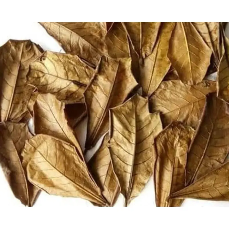 Daun ketapang / almond leave for aquarium reduce pH and bio film food for shrimps and fry fish (15pcs)