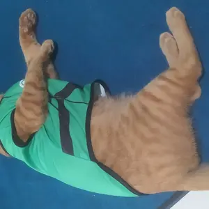 Baju Kucing Lucu Murah Motif Gojek Cowo Cewe Jantan Betina Aksesoris Hewan Kecil