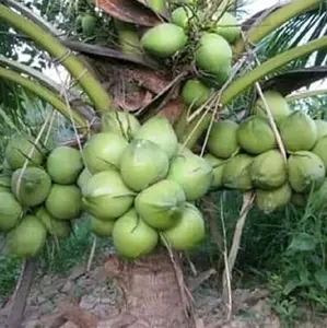 pot atau Benih biji tanaman kelapa pendek berbuah