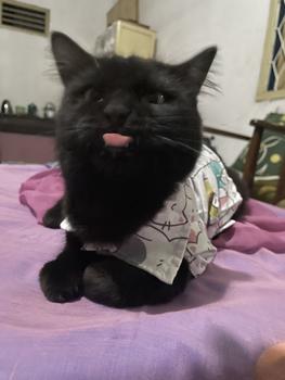 Product Review of POMAPOO - Kemeja Kucing dan Kemeja Anjing Cute Cat Shirt from I**e 0