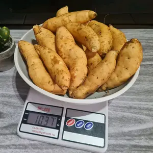 ubi cilembu madu MINI 1000 gram | isi 16 - 20 | ubi kukus | ubi oven | ubi rebus