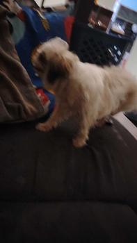 Product Review of Beg haiwan peliharaan, beg anjing, beg galas perjalanan mudah alih, beg kucing luar, beg galas dada jaringan from D** 0