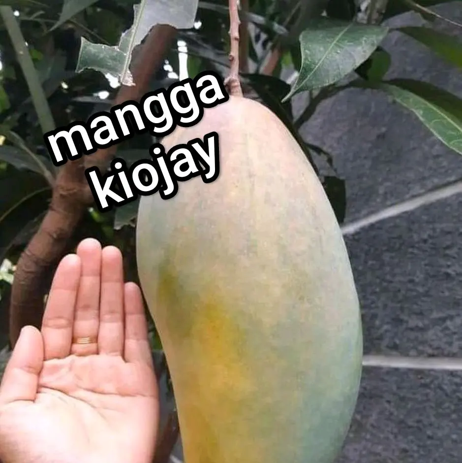 beli 1 dapat 2 bibit pohon mangga kiojay mudah perawatan dan cepat berbuah