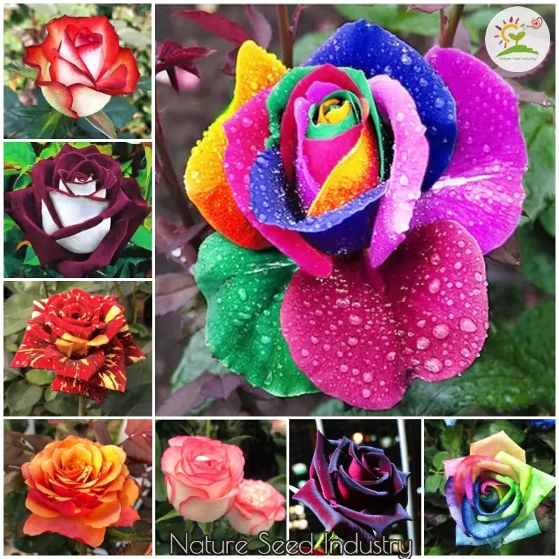 [Fast Delivery] Rainbow Rose Bonsai Seeds Gardening Flower Seeds Indoor Flowering Plants Seeds Ornamental Plants Outdoor Real Plants Potted Live Plants for Sale (100pcs Seeds for Planting Flowers - Color Mixing - Easy To Grow In Local Singapore)