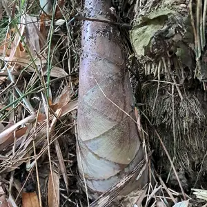 jual rembung bambu gombong 1200 grm atau bambu muda  iwung untuk bikin sayur rembung