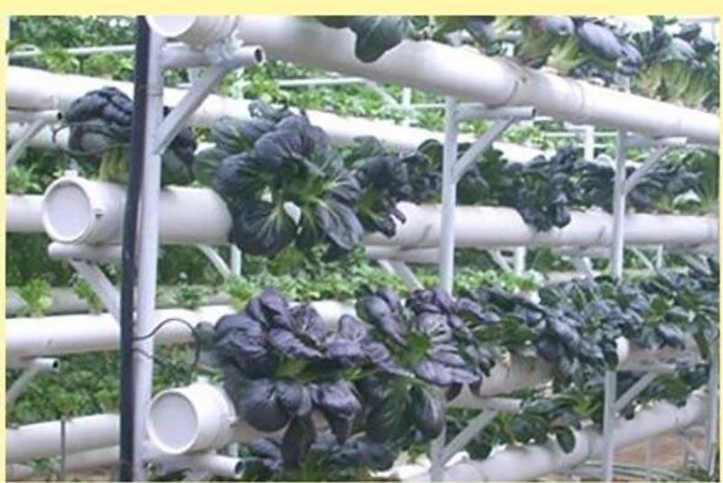 Product Introduction of 50Pcs Nursery Cup Plant Grow Pots Colonization Mesh Basket Holder Net  Planting Soilless  SG2H 50