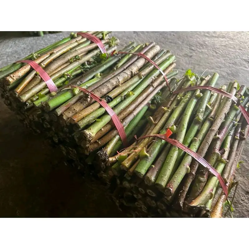 Bibit Singkong Papua Daun Lebar 1kg Isi 25-30 1