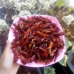 Belalang Kayu Goreng Khas Gunungkidul Rasa Gurih Dengan Bumbu Tradisional Bukan Bumbu Tabur Proses Olahan Bahan Berkualitas bumbu gurih