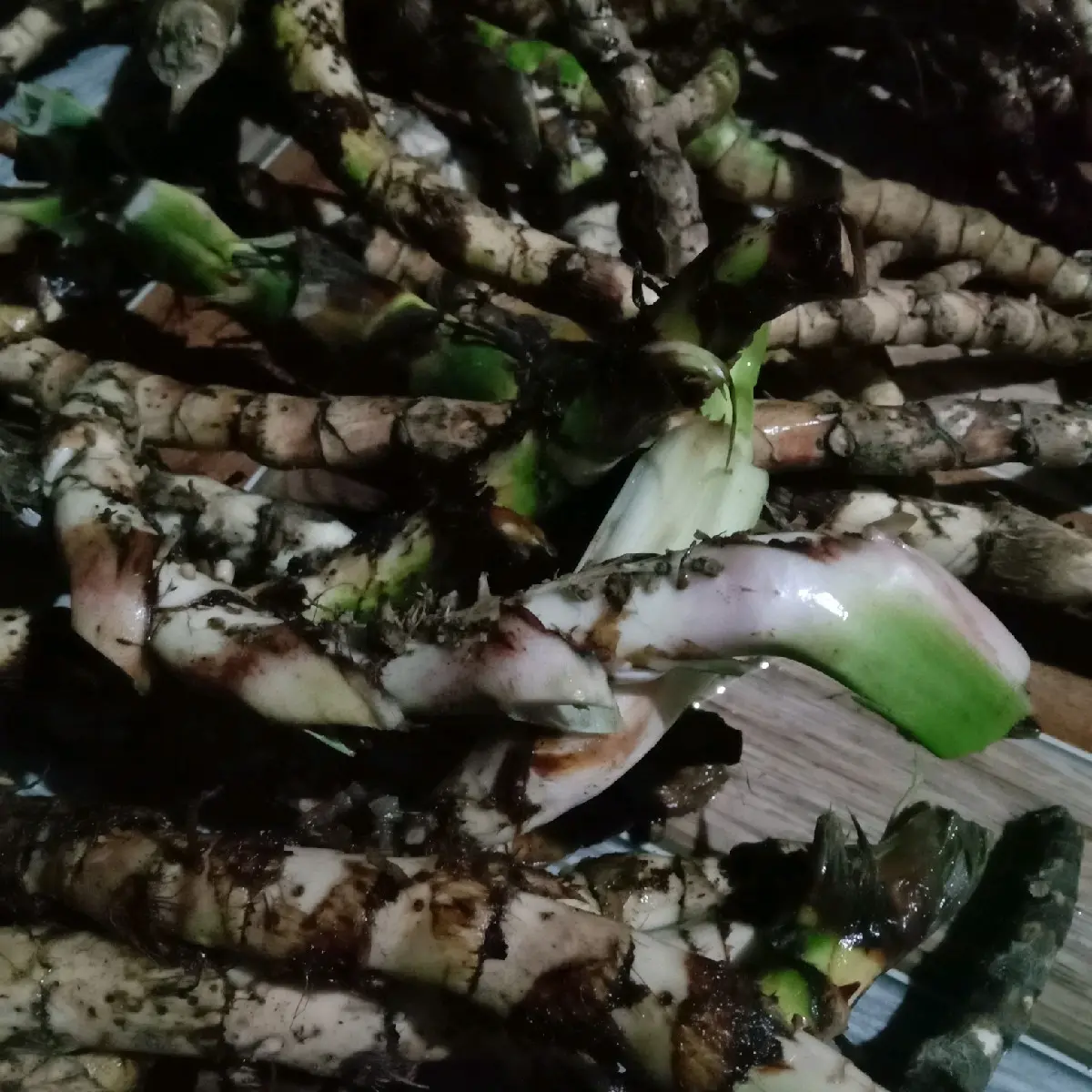 dlingo segar 1kg,jringau,dlingu