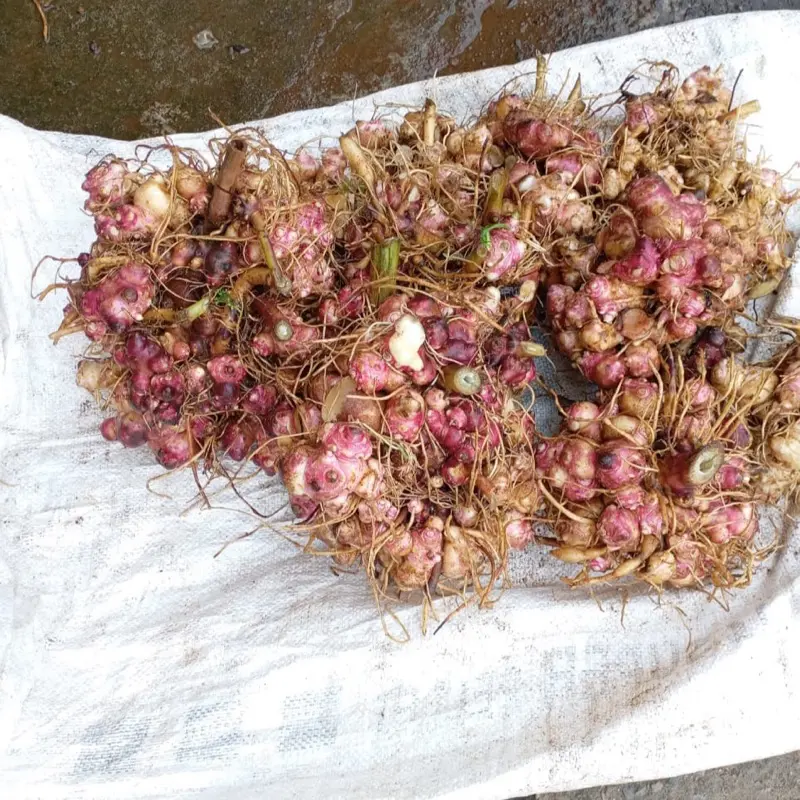 Benih rimpang ubi yacon  jumbo 500 gram herbal siap semai  kaya manfaat Kuning 4