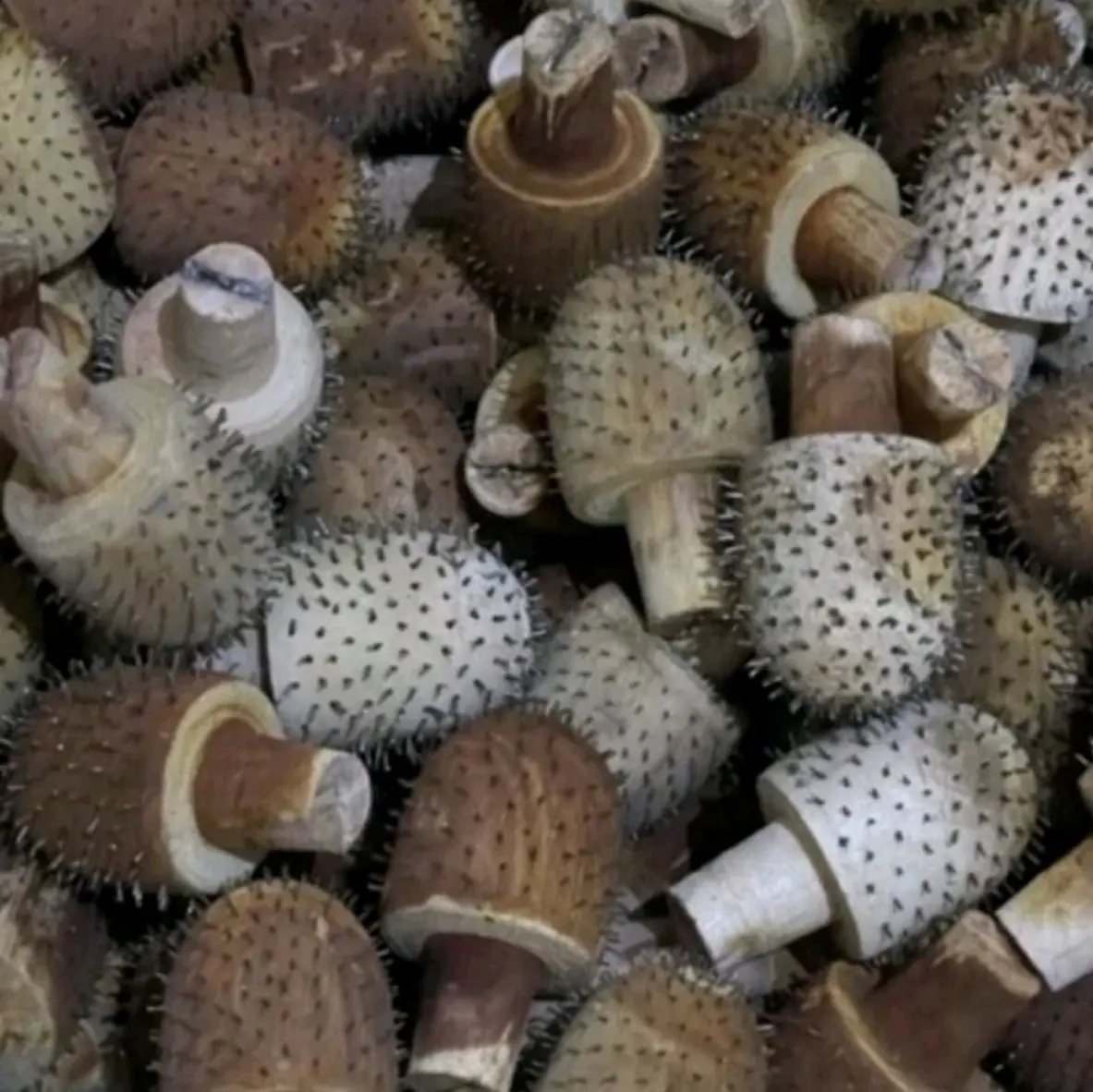 kepala kukuran kelapa kayu paku mata kukur kelapa parut