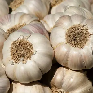 bawang putih honan bersih awet tahan lama Rempah