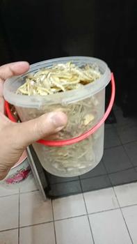 Product Review of Bilis promosi mata biru saiz sedang Tanjung Dawai Original - Food from n**🎀 2